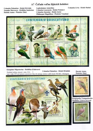 PIGEON SURPASS ALL – sheet 9