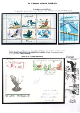 PIGEON SURPASS ALL – sheet 13