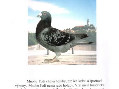 PIGEON SURPASS ALL