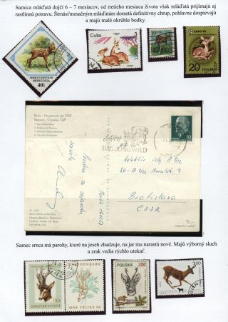 Lesní savci – list 7