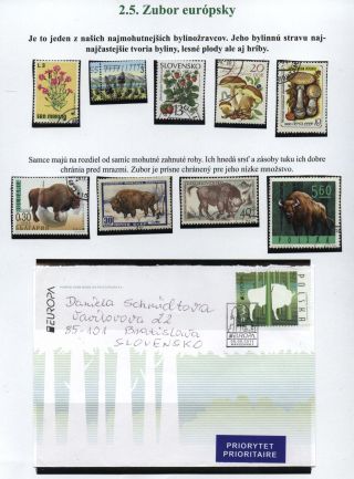 Lesní savci – list 13