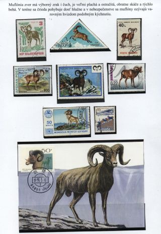 Lesní savci – list 15