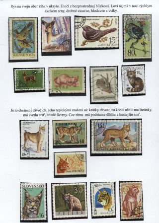 Lesní savci – list 20