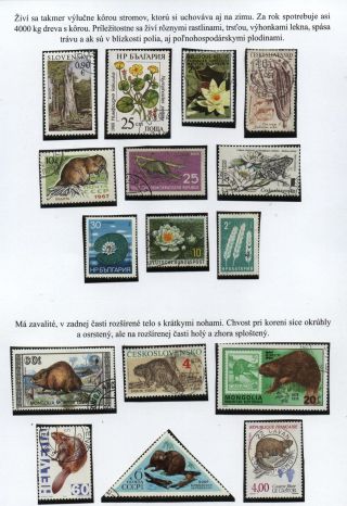 Lesní savci – list 29