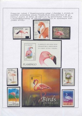 POZNEJ A CHRAŇ - TŘÍDA PTÁKŮ – list 26