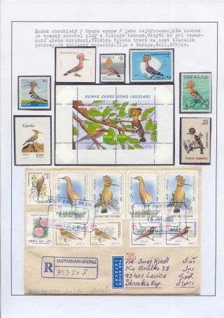 POZNEJ A CHRAŇ - TŘÍDA PTÁKŮ – list 38