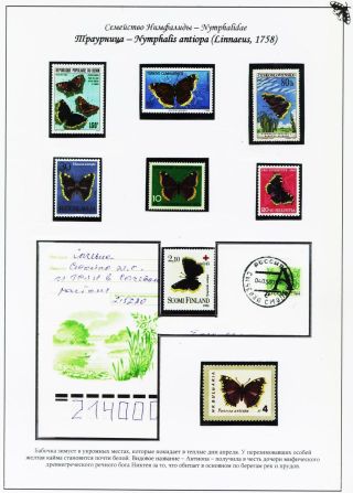 BUTTERFLIES FROM THE RED BOOK OF SMOLENSK REGION – sheet 7