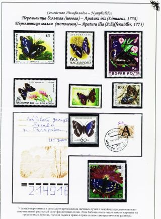 BUTTERFLIES FROM THE RED BOOK OF SMOLENSK REGION – sheet 12