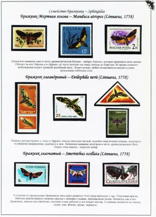 BUTTERFLIES FROM THE RED BOOK OF SMOLENSK REGION – sheet 15