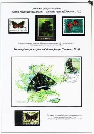 BUTTERFLIES FROM THE RED BOOK OF SMOLENSK REGION – sheet 16