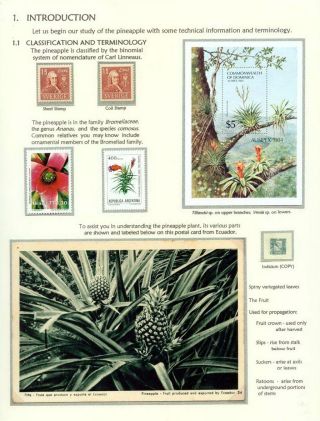 PINEAPPLES – sheet 2
