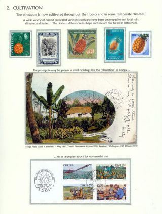 PINEAPPLES – sheet 6