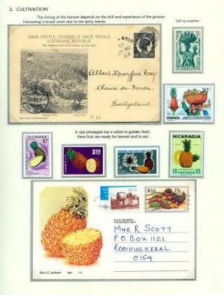 PINEAPPLES – sheet 8