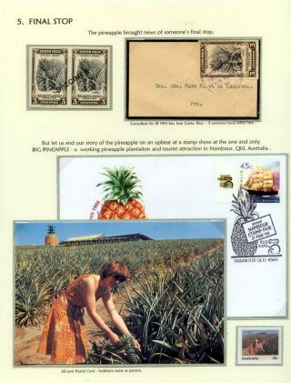 PINEAPPLES – sheet 16