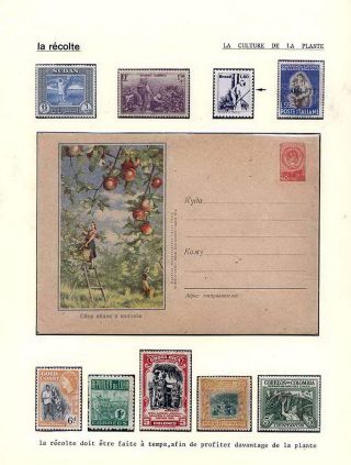 PLANT LIFE ON EARTH – sheet 7
