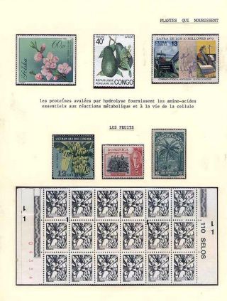 PLANT LIFE ON EARTH – sheet 18