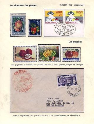 PLANT LIFE ON EARTH – sheet 22