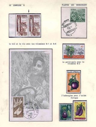 PLANT LIFE ON EARTH – sheet 23