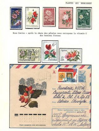 PLANT LIFE ON EARTH – sheet 29