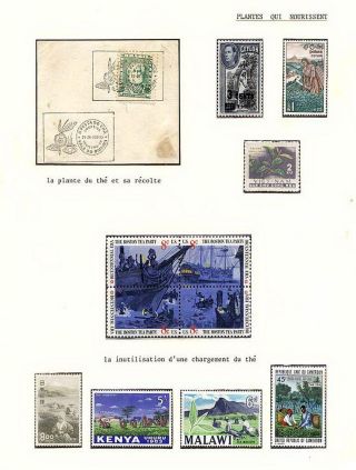 PLANT LIFE ON EARTH – sheet 62