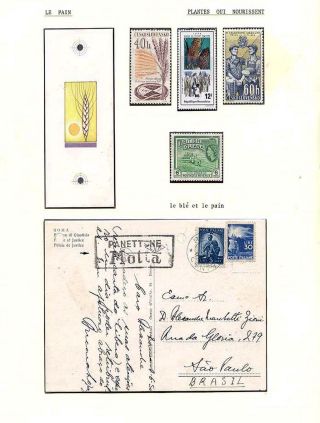 PLANT LIFE ON EARTH – sheet 70