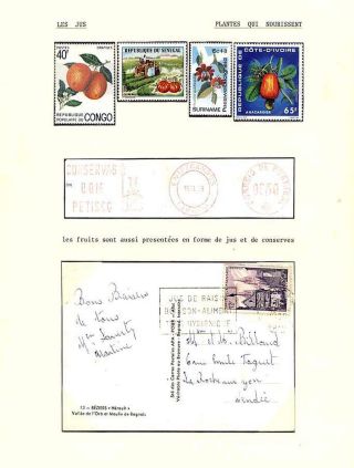 PLANT LIFE ON EARTH – sheet 72