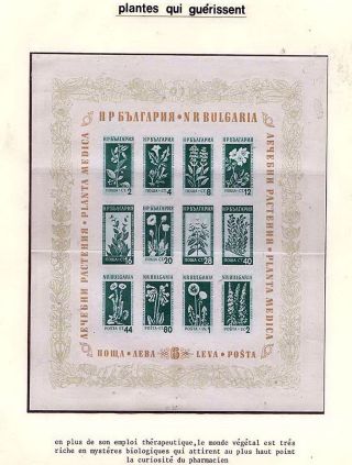 PLANT LIFE ON EARTH – sheet 75