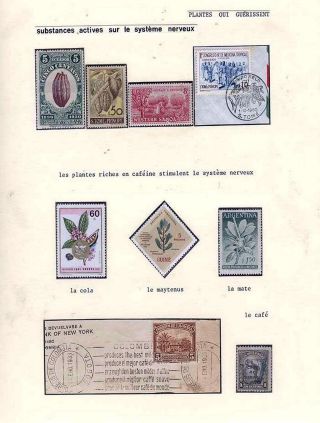 PLANT LIFE ON EARTH – sheet 84