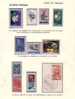 PLANT LIFE ON EARTH – sheet 92