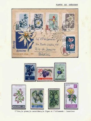 PLANT LIFE ON EARTH – sheet 100