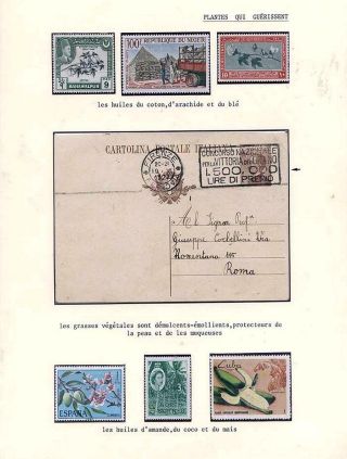 PLANT LIFE ON EARTH – sheet 107