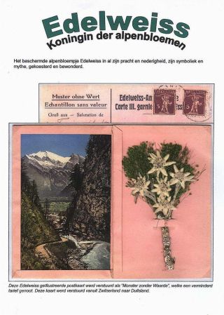 EDELWEISS - THE QUEEN OF ALPINE FLOWERS – sheet 1