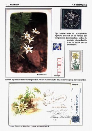 EDELWEISS - THE QUEEN OF ALPINE FLOWERS – sheet 3