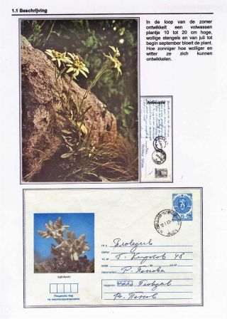 EDELWEISS - THE QUEEN OF ALPINE FLOWERS – sheet 5