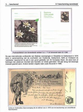 EDELWEISS - KÖNIGIN DER ALPENBLUMEN – Blatt 18