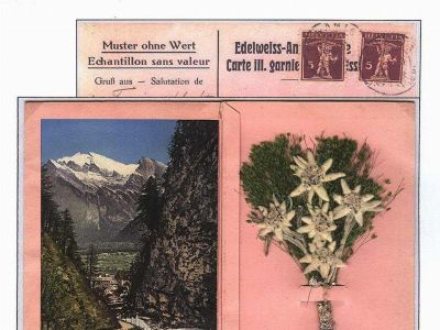 EDELWEISS - THE QUEEN OF ALPINE FLOWERS