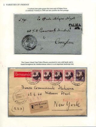 DATLOVÁ PALMA - ROD PHOENIX – list 3