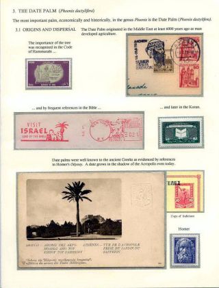 DATLOVÁ PALMA - ROD PHOENIX – list 5