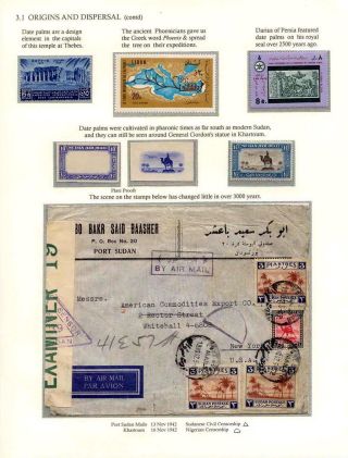 DATLOVÁ PALMA - ROD PHOENIX – list 6