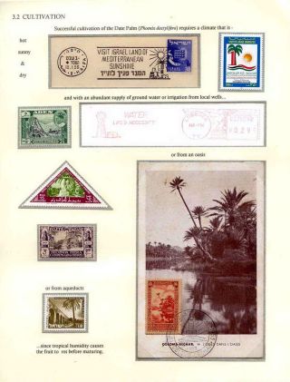 DATLOVÁ PALMA - ROD PHOENIX – list 8