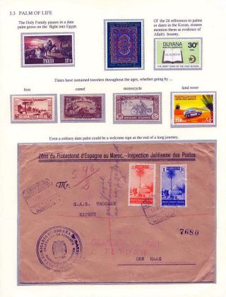 DATLOVÁ PALMA - ROD PHOENIX – list 11