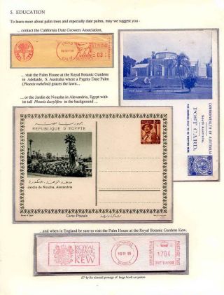DATLOVÁ PALMA - ROD PHOENIX – list 16