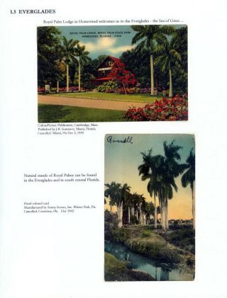 THE ROYAL PALM TOUR – sheet 15
