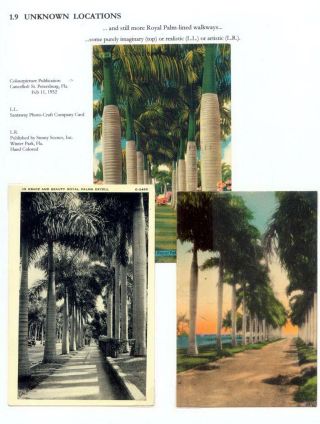 THE ROYAL PALM TOUR – sheet 31