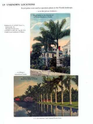 THE ROYAL PALM TOUR – sheet 32