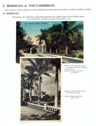 THE ROYAL PALM TOUR – sheet 49