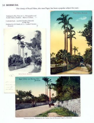 THE ROYAL PALM TOUR – sheet 50