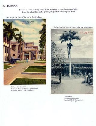 THE ROYAL PALM TOUR – sheet 51