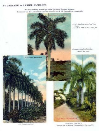 THE ROYAL PALM TOUR – sheet 56