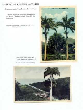 THE ROYAL PALM TOUR – sheet 58